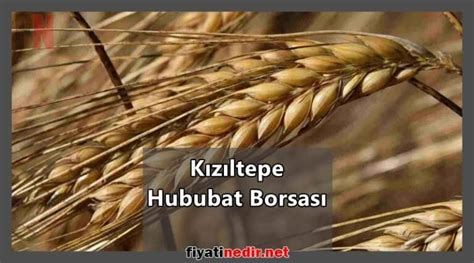 Kızıltepe buğday fiyatları